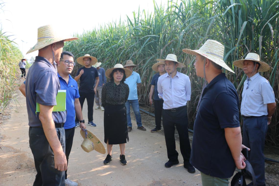 国家甘蔗专家组来桂指导，助推广西实体经济发展