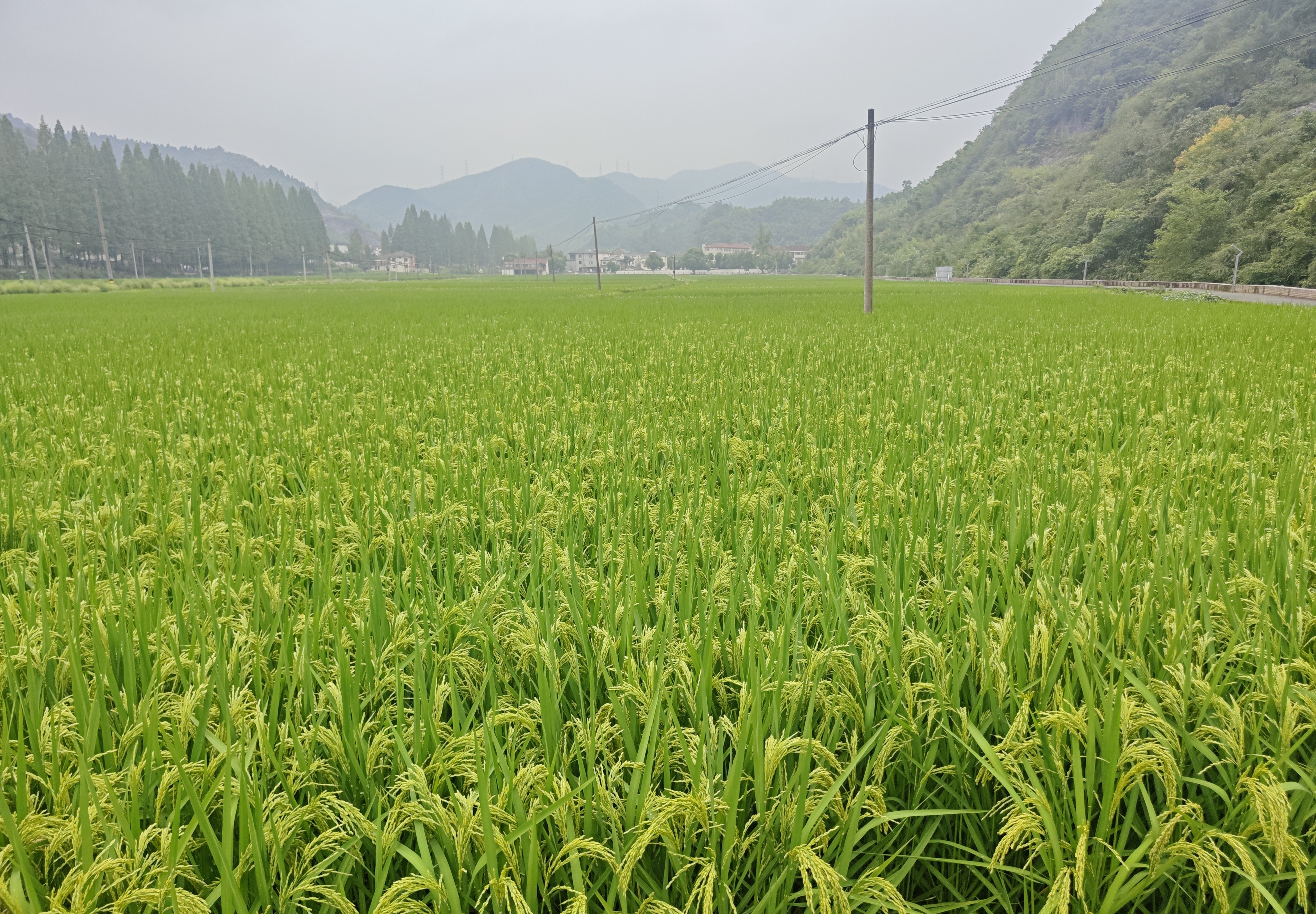 《黑龙江省玉米、大豆和稻谷生产者补贴管理办法（暂行）》公开征求意见