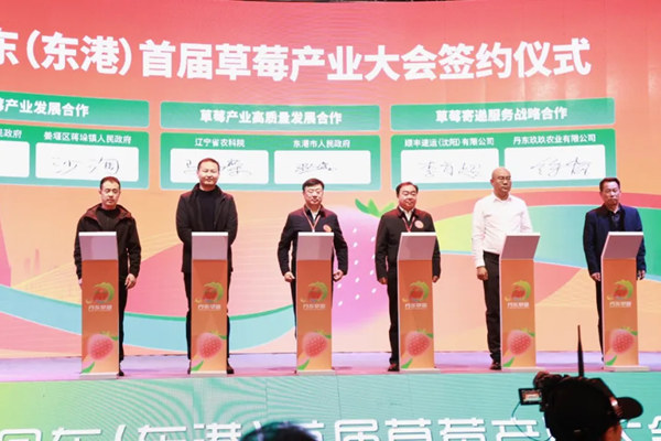 从产地到出海：顺丰打造丹东草莓一体化物流解决方案